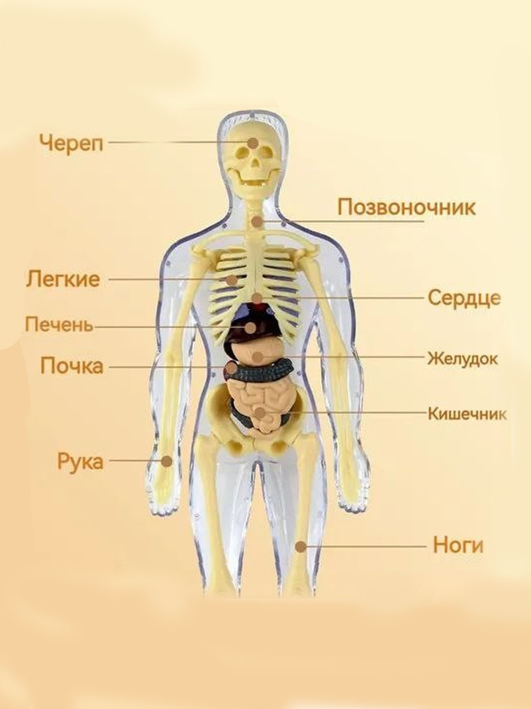 Игрушка "Анатомия человека"